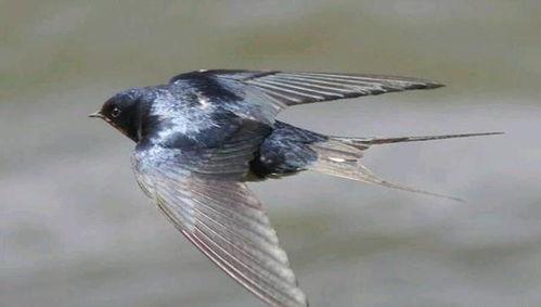 燕子的吃瓜娱乐,揭秘娱乐圈幕后故事