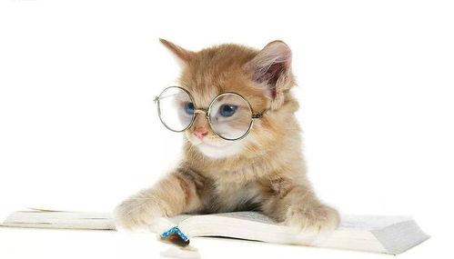 娱乐吃瓜小猫咪小说在线阅读,揭秘娱乐圈幕后风云